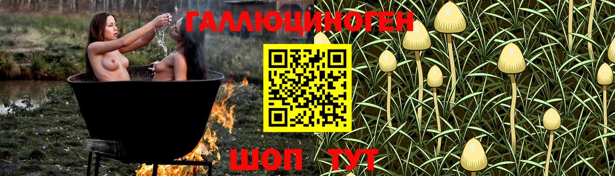 Галлюциногенные грибы Psilocybe Котлас